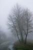 Tree in the fog II